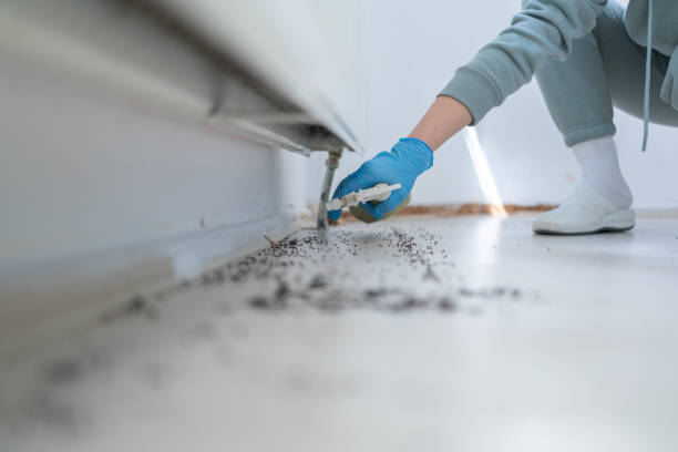 Best Spider Control Near Me  in Dillonvale, OH